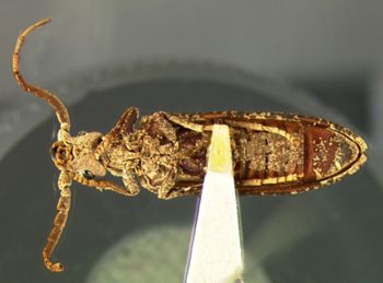 Media type: image;   Entomology 3683 Aspect: habitus ventral view